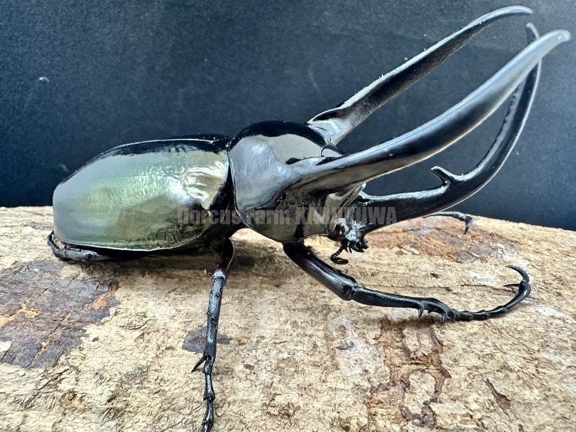 ☆カンボジア産☆コーカサスオオカブト♂116mmペア | Dorcusfarm