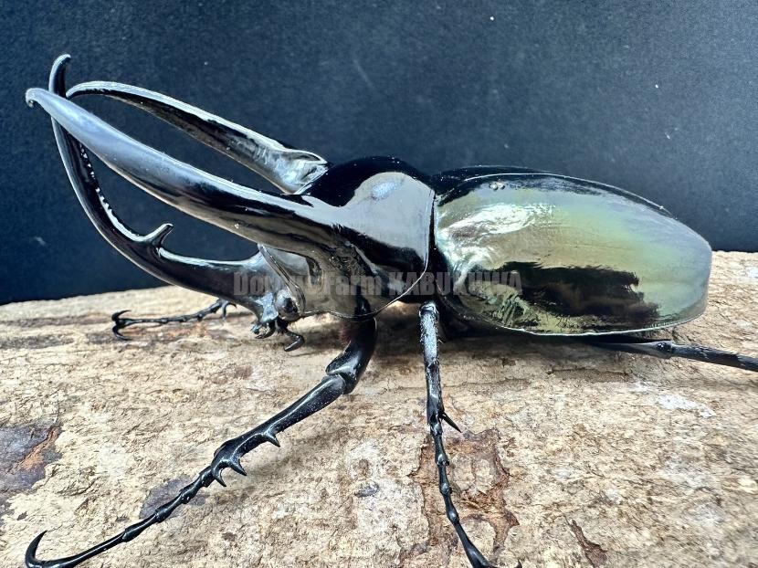 天然からのF1☆カンボジア産☆コーカサスオオカブト幼虫 | Dorcusfarm