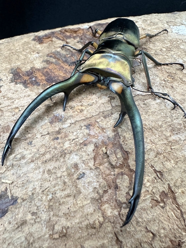 ☆天然☆エラフスホソアカ☆♂100mm単品 | Dorcusfarm