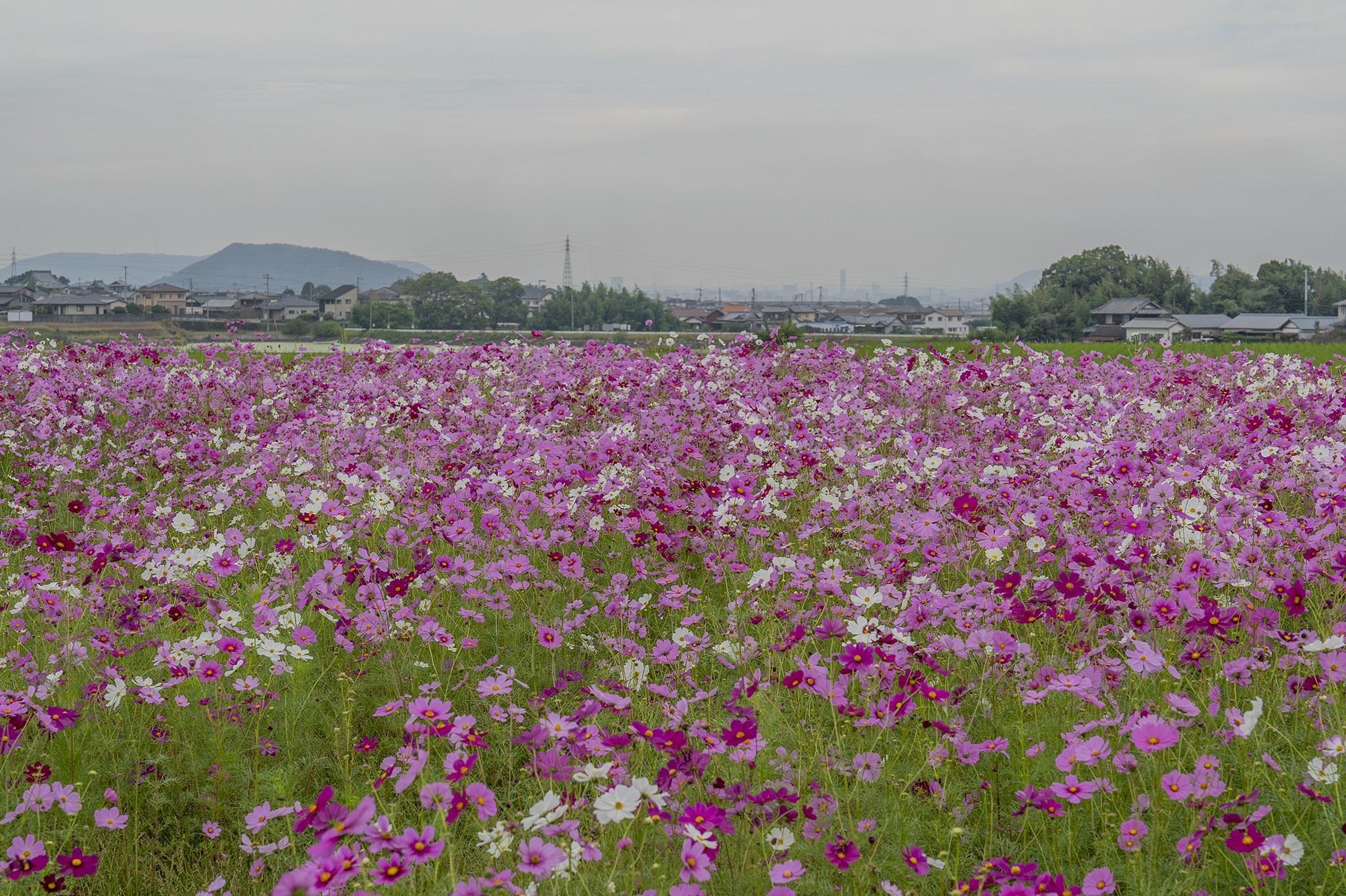 三木町田中のコスモス畑2024 | 旅カメラ