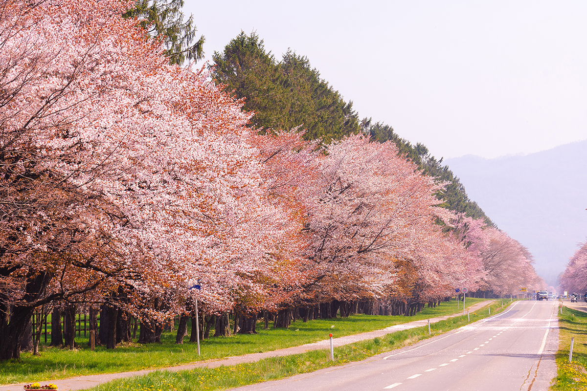 北海道〈静内二十間道路桜並木〉｜一生に一度は行きたい！日本の絶景