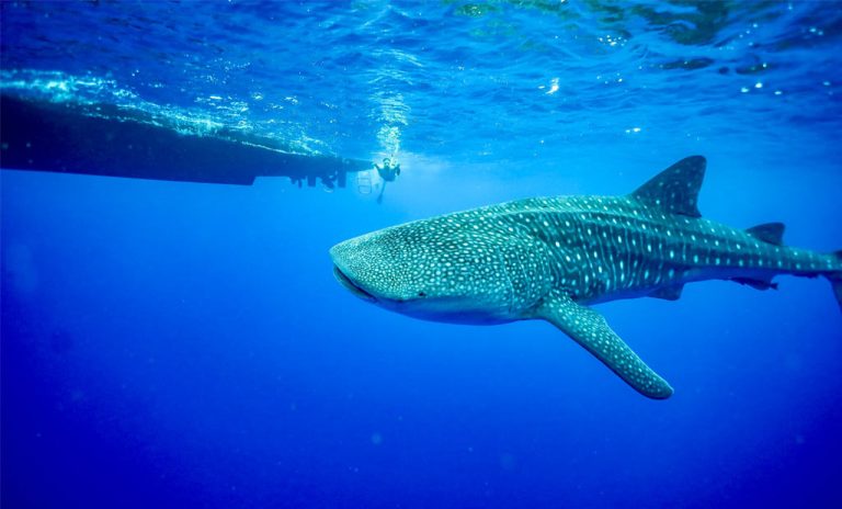 ハワイで野生のイルカウォッチングツアー｜ドルフィン＆ユー公式