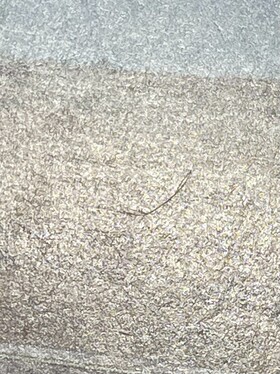 3ED)Savannah(MP)(EN)/(未訳) | 未登録 | ドラゴンスター | マジック