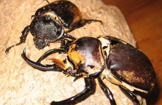 ノゲイラ・ゾウカブト｜ドルクスダンケ