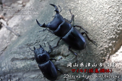 ☆2019年野外採集個体☆岡山県津山市沼産オオクワガタ