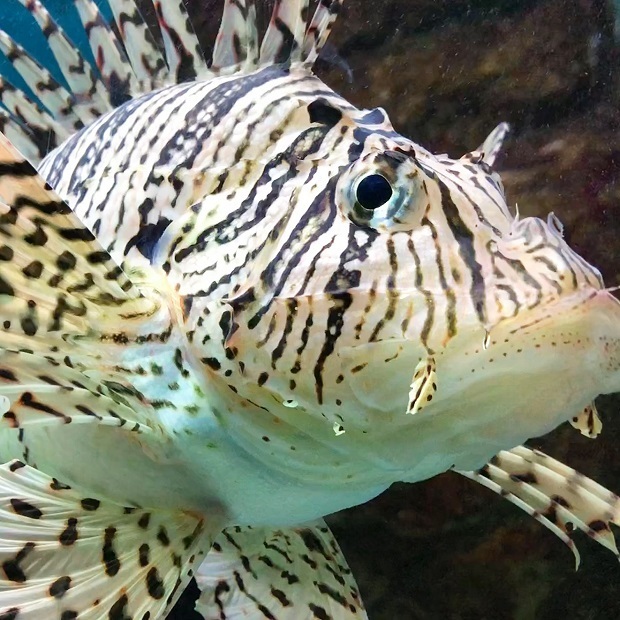 美しいけど毒のある魚たち【須磨海浜水族園】カサゴたち: 会いに行ける