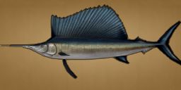 カジキ | 魚 | 釣り