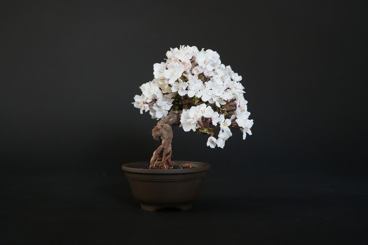 ドライ盆栽【桜】 DRY BONSAI | DRY BONSAI｜ドライ盆栽｜枯れ盆栽