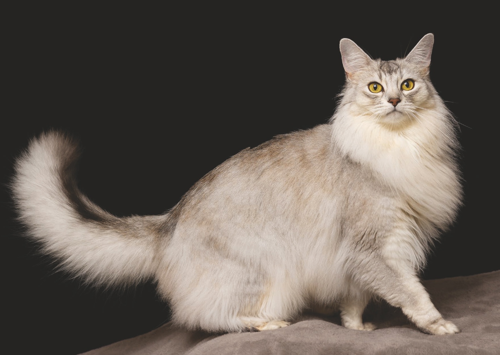 The stunning somali— facts — - 9 Nov 2023 - Your Cat Magazine - Readly