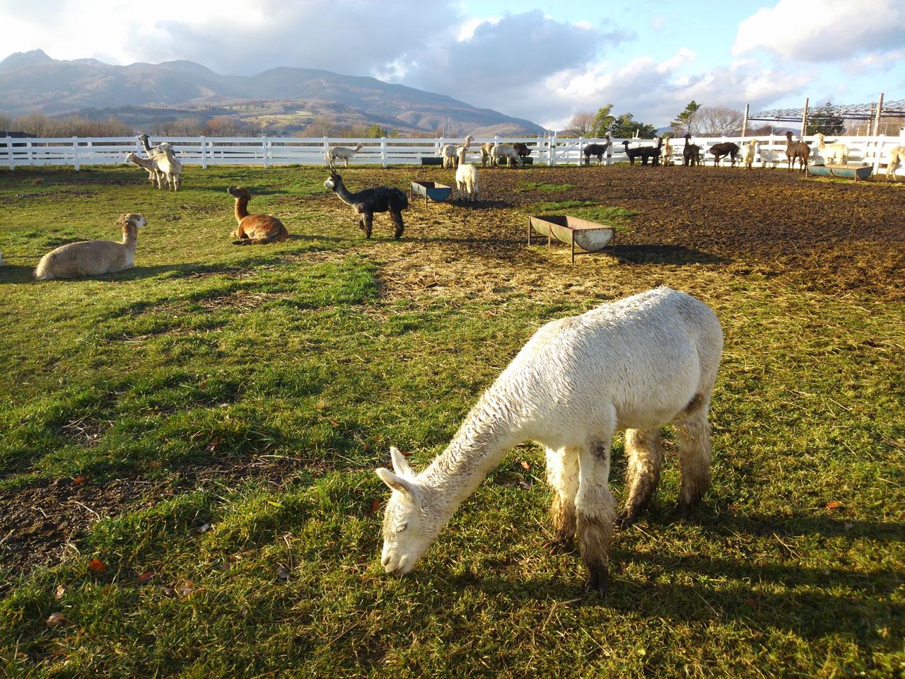 2026年 那須アルパカ牧場 - 出発前に知っておくべきことすべて