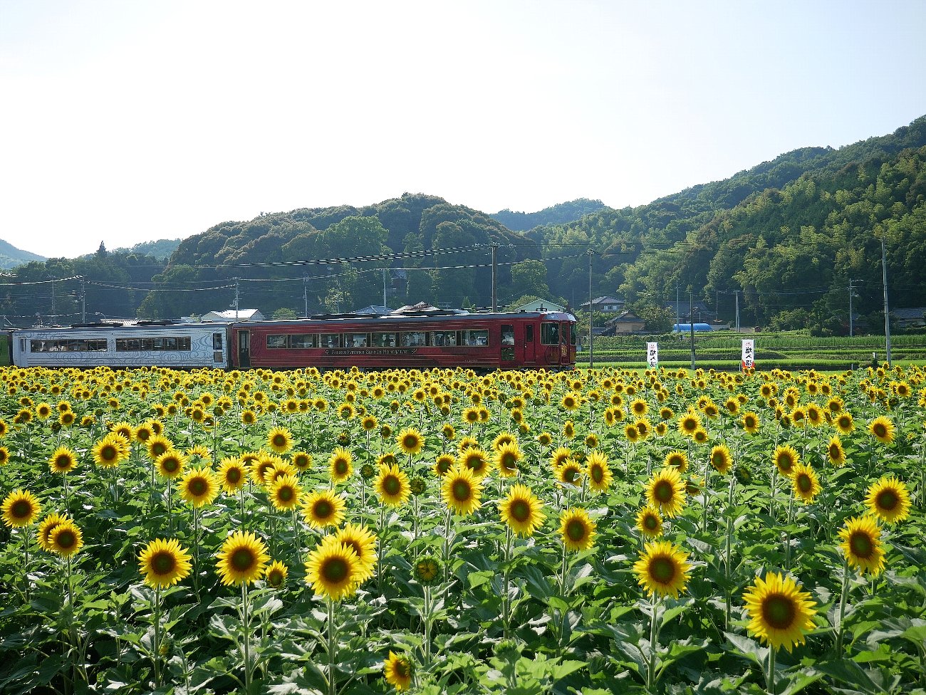 Himawari no Sato Manno (2026) - All You MUST Know Before You Go