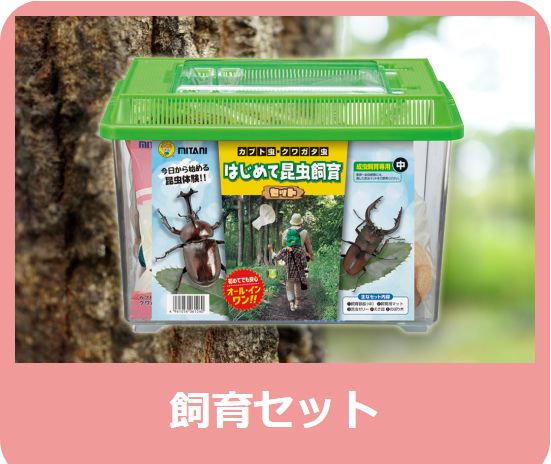 外産クワガタセット(1ペア) - 株式会社ミタニ