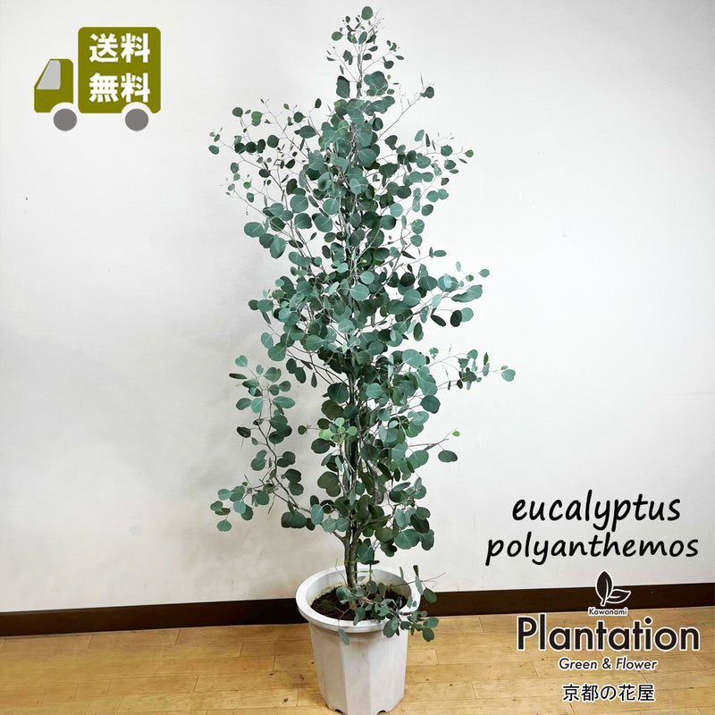 送料無料】ユーカリポポラス 10号鉢 大型商品 高さ約1.8m(鉢底から