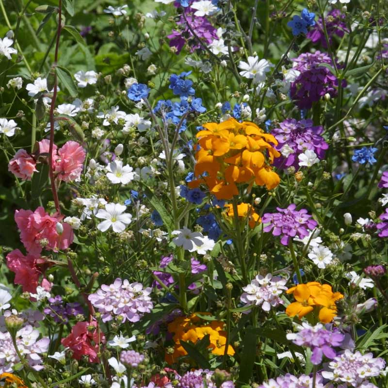 Shady Native Wildflower Mix – Earthwise Seed