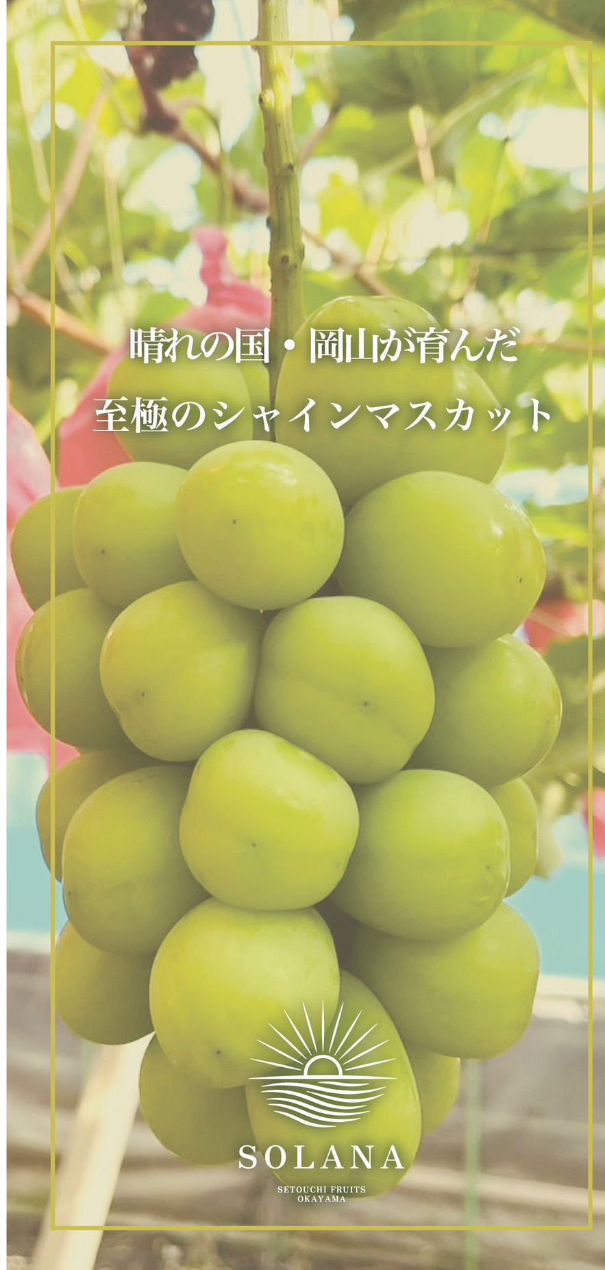 ラグジュアリーシャインマスカットジュース100％岡山県産送料無料[悠建