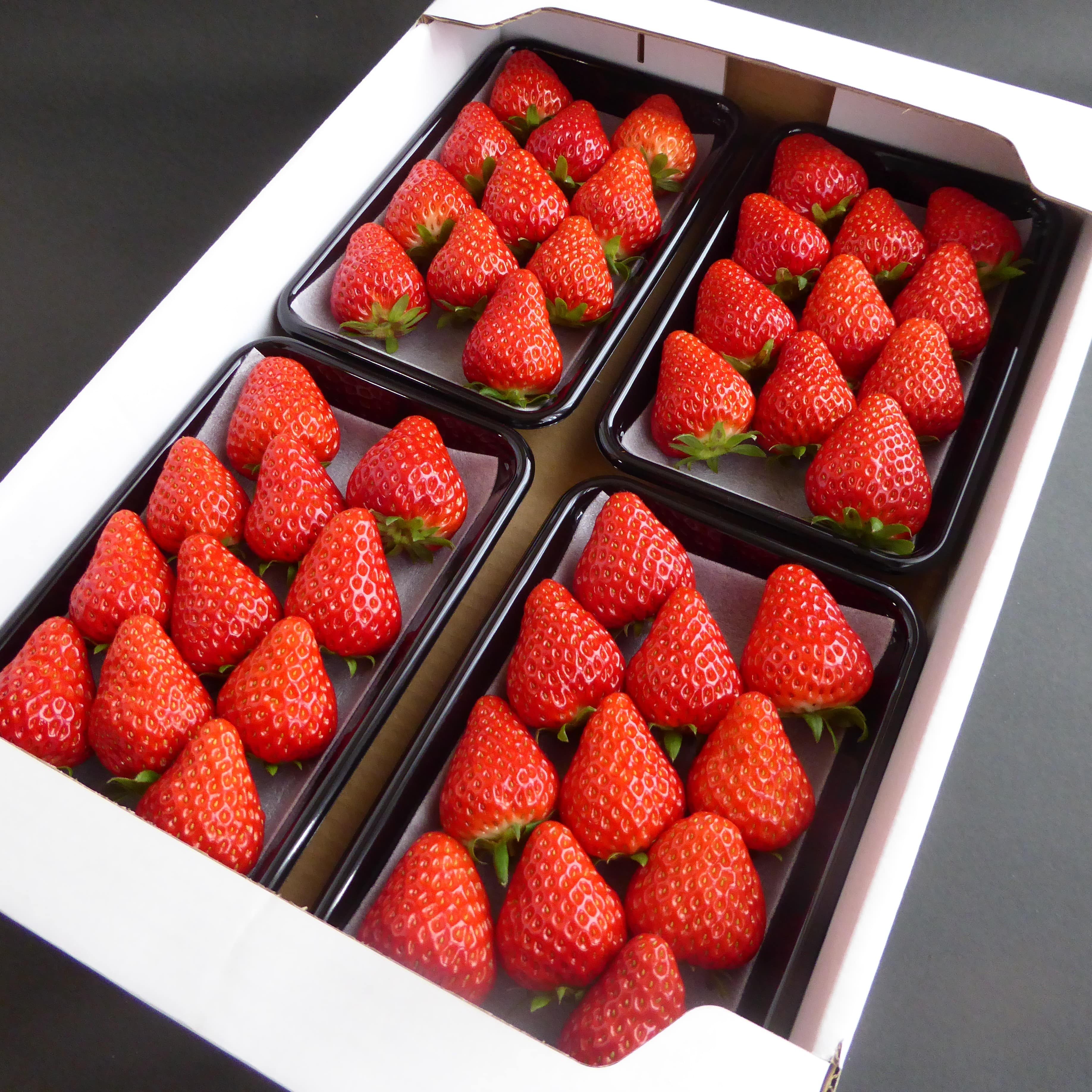 SORAKARA OTODOKE/フルーツ/いちご/苺｜JAL Mall｜ショッピングで