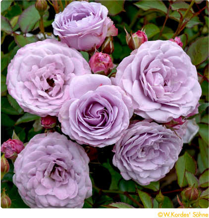 2021新品種｜【京成バラ園】バラの通販