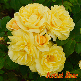 スマイル ハニー ローズ ／ くまのプーさん 6号｜【京成バラ園】バラ