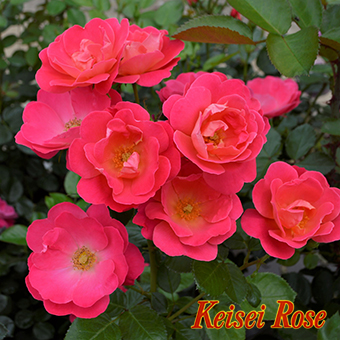 ピンク ブリック ハウス 大苗(4.5号角鉢)｜【京成バラ園】バラの通販