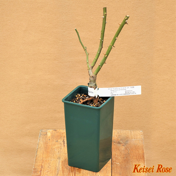 ダブル ノック アウト 大苗(4.5号角鉢)｜【京成バラ園】バラの通販