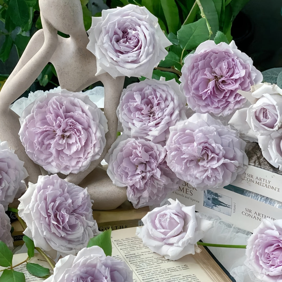 Antique Watch Rose-古董怀表｜Japanese Shrub Rose – Ergongzy Roses