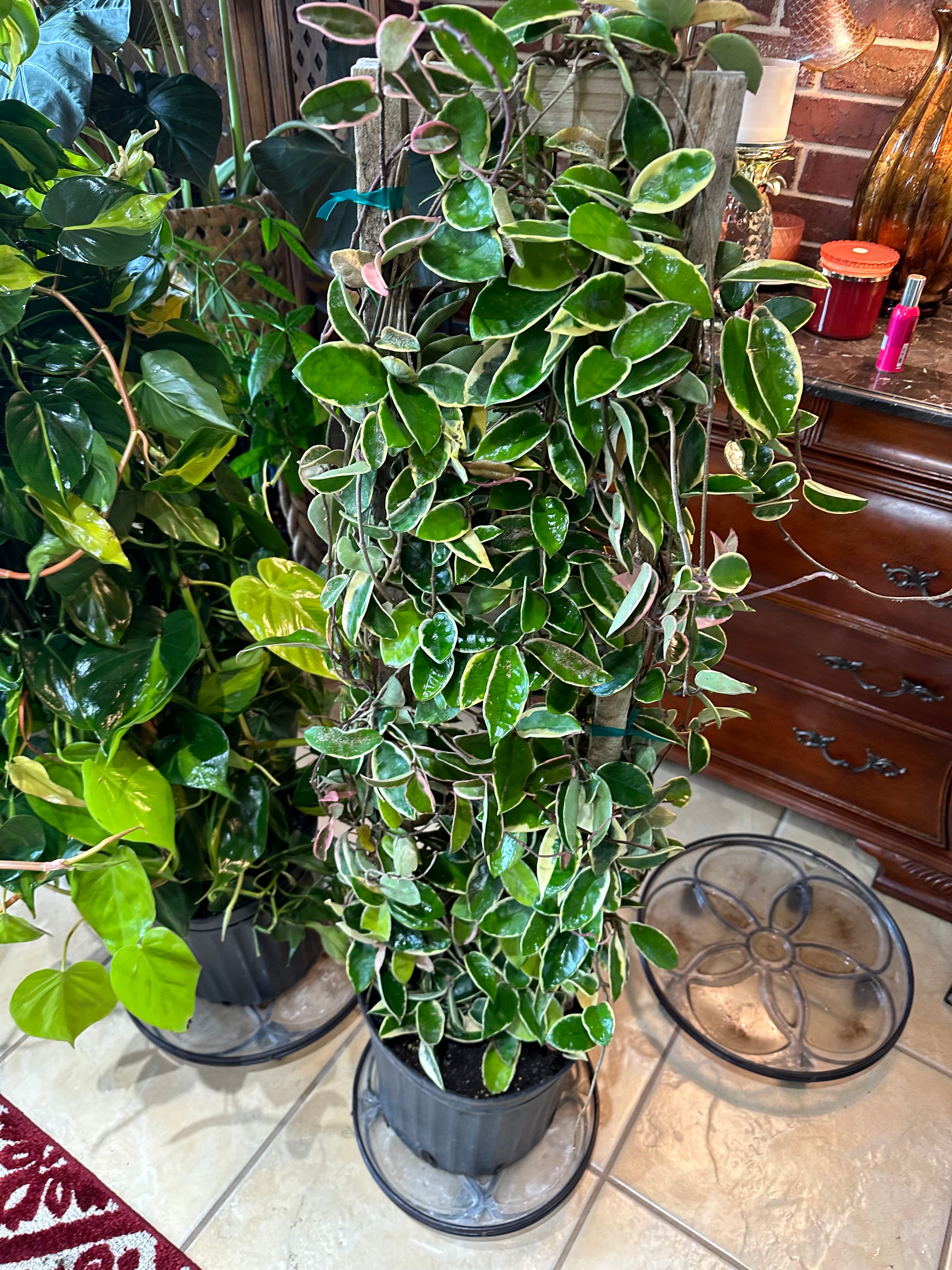 Buy Hoya Krimson Queen in Trellis | Eureka Farms