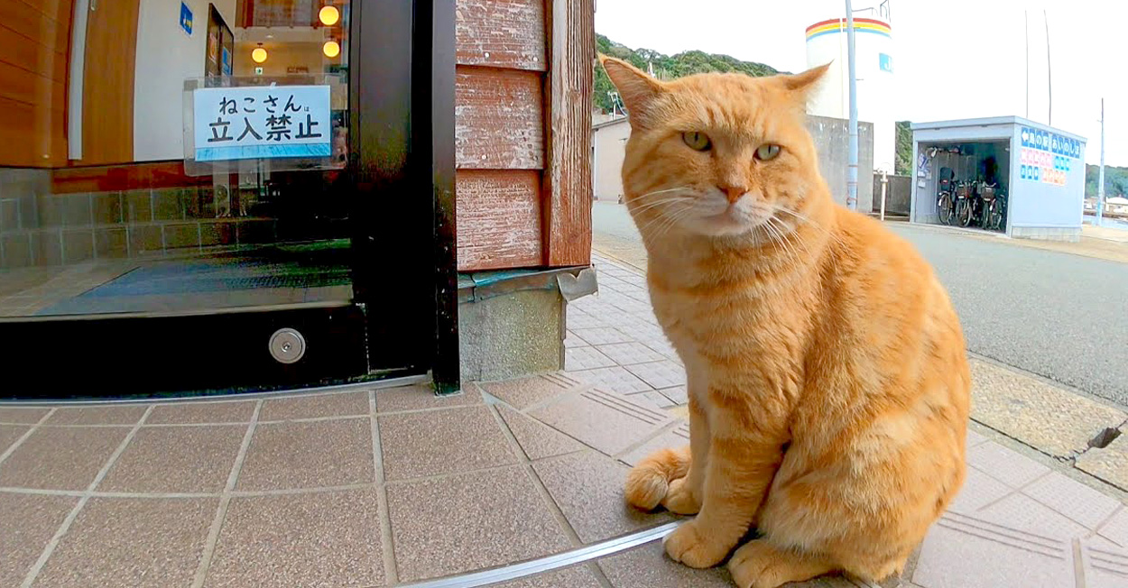 ねこさん。立入禁止』と書かれた扉が開くのをジーッと待っていた猫