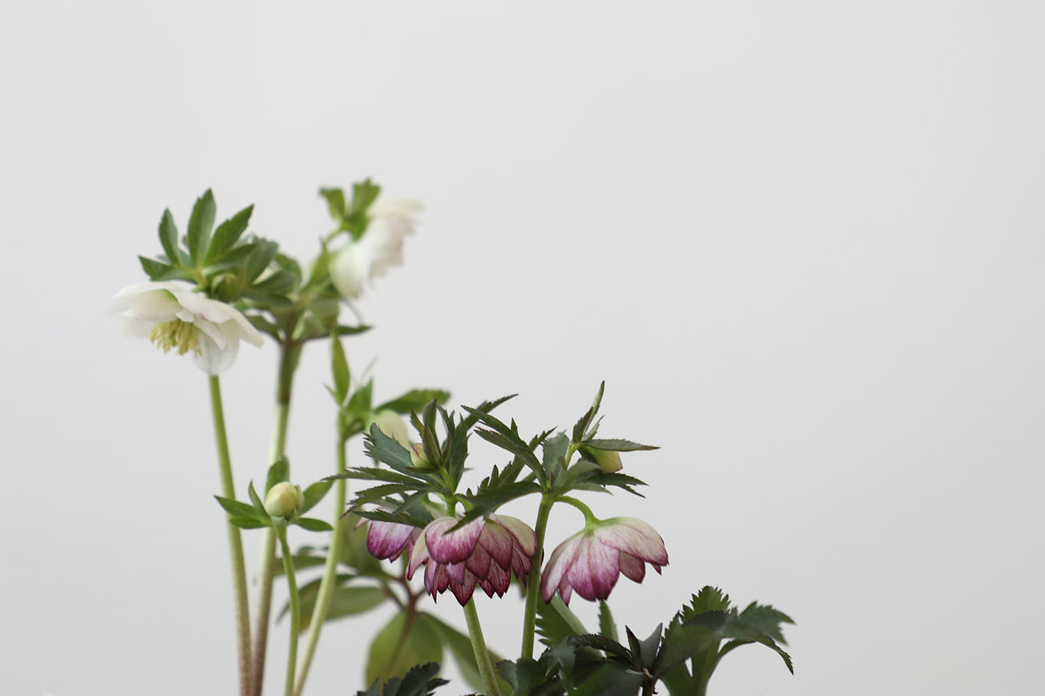 大木ナーサリー｜クリスマスローズ展示即売会 2022.2.26・2.27 | evam