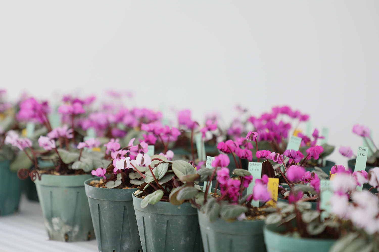 大木ナーサリー｜クリスマスローズ展示即売会 2024.3.9 – 10 | evam