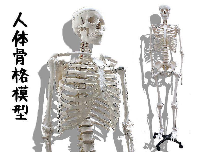 人体骨格模型のレンタル施工業者なら 東京 大阪 全国イベント21!