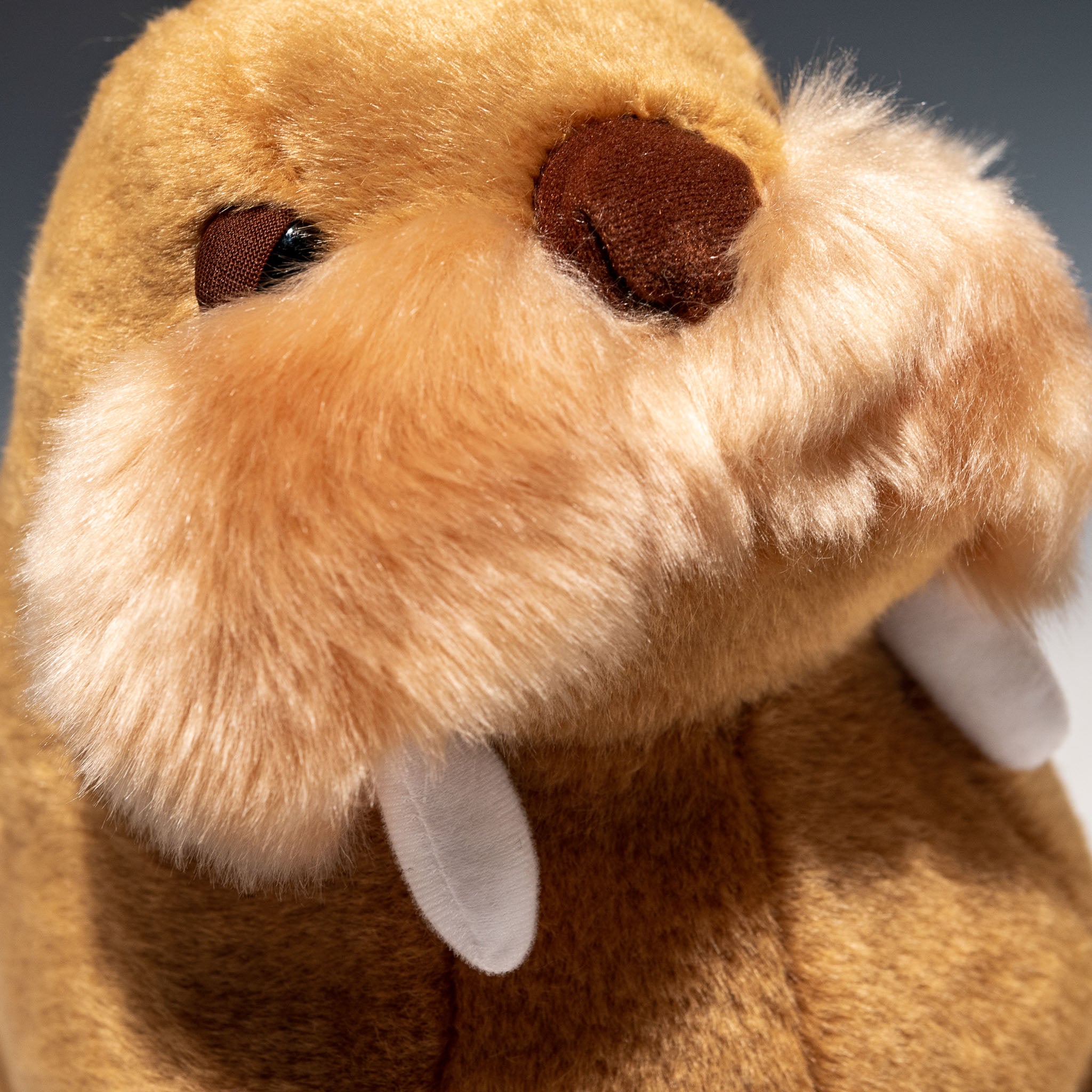 CUTE キュート販売 ぬいぐるみ セイウチ M NEW M0345 - エステルノ