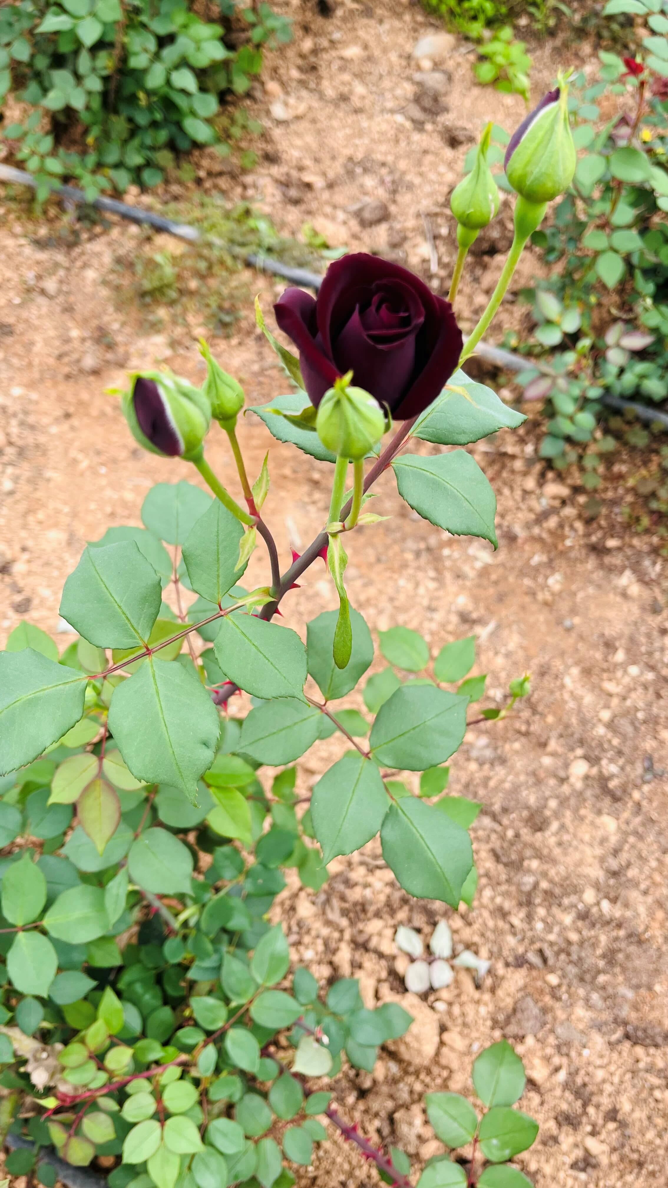 世界でここだけ！ユーフラテス川のほとりに咲くトルコの黒薔薇｜中東