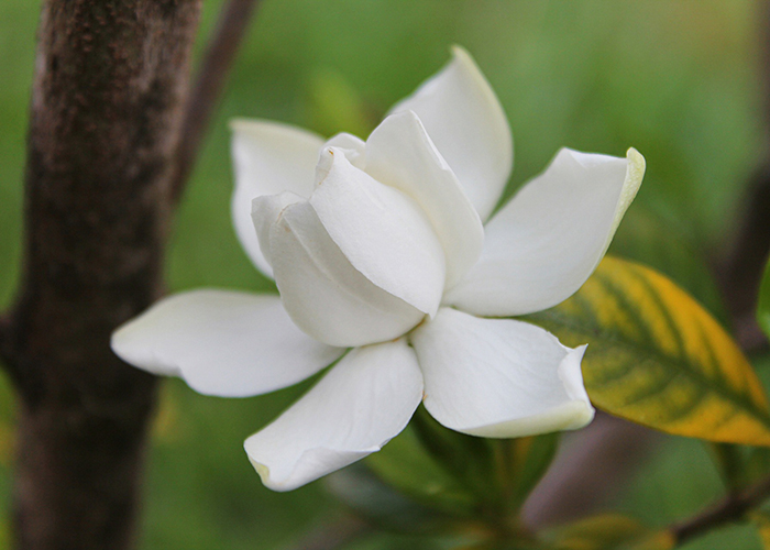 ファシオール / アバニカル エッセンスローション 60ml