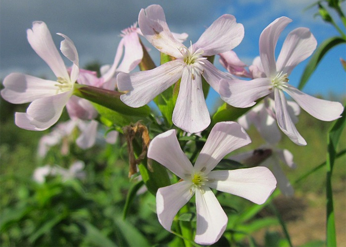 ファシオール / ◇アバニカル パーフェクトエッセンス 30ml