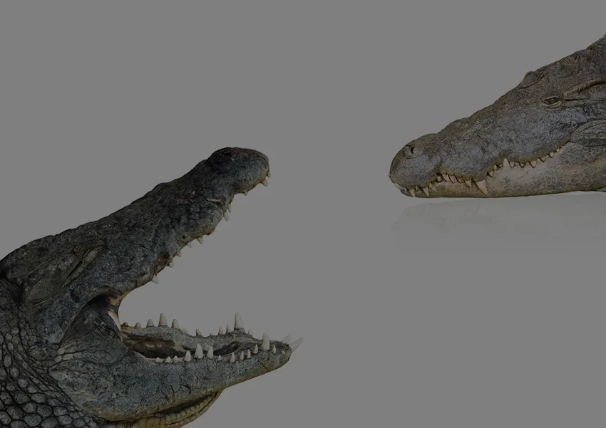 クロコダイルとラコステの違いとは？ブランド価値・ロゴ商標裁判の結末