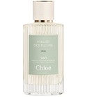 Herba Mimosa Chloé perfume - a fragrance for women and men 2019