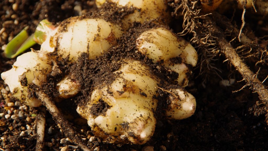 サジーのフィネス | 豊潤サジー通販 | サジーベリー通販