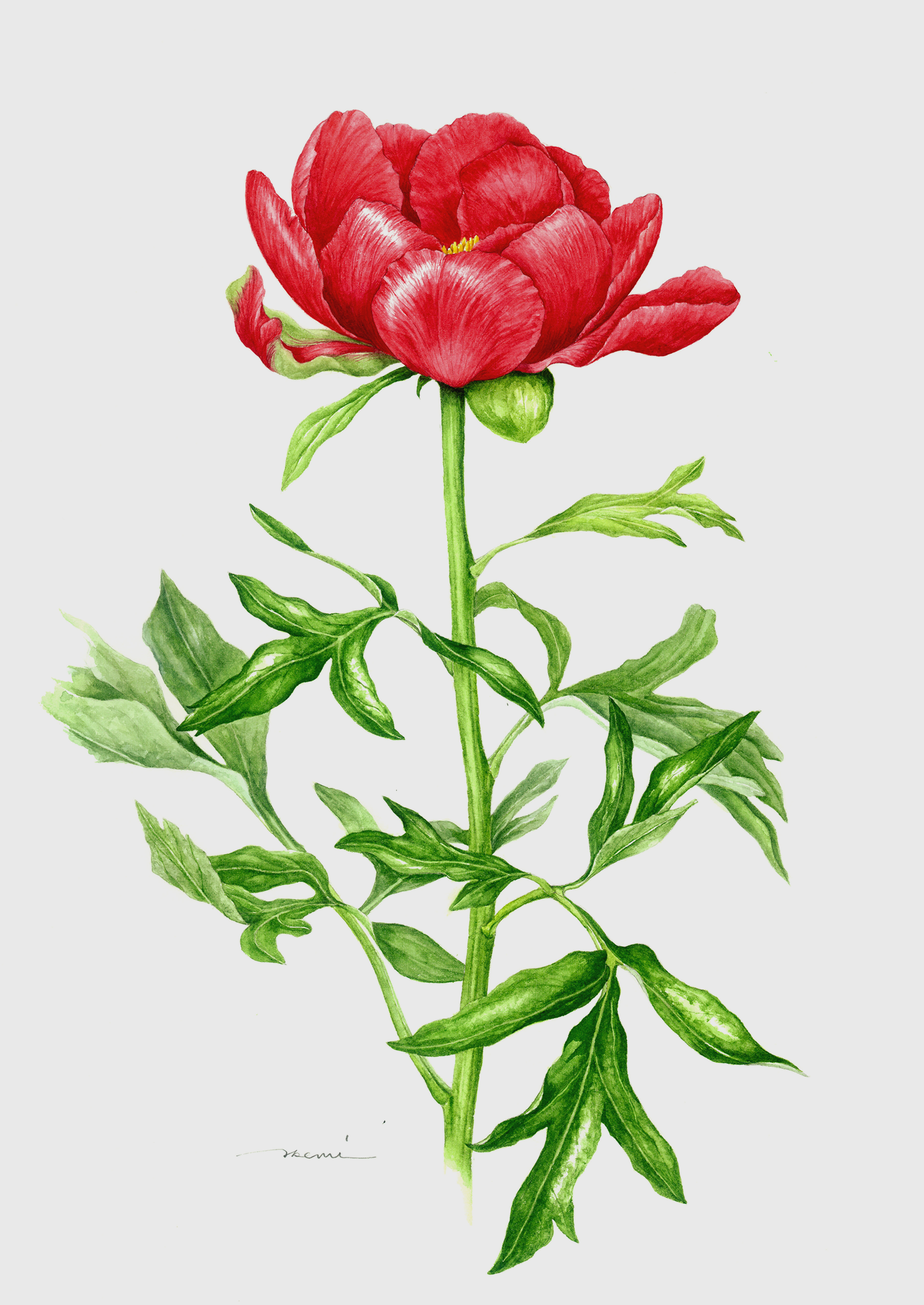 ボタニカルアート「芍薬」 by まついあけみ - 絵画販売・購入