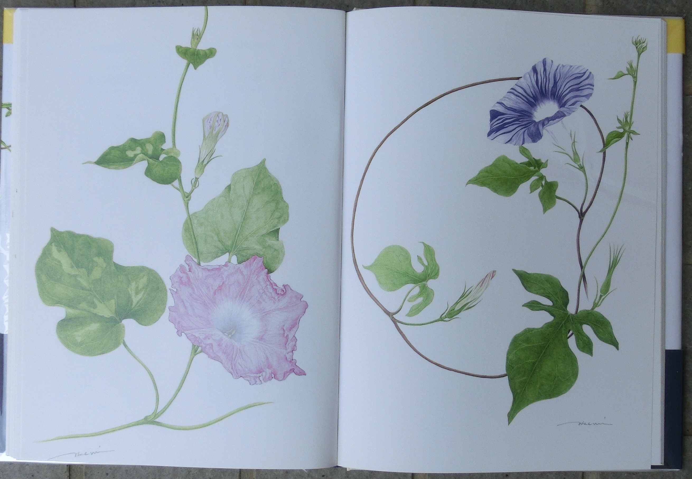 ボタニカルアート「変化朝顔 鏑葉」 by まついあけみ - 絵画販売・購入
