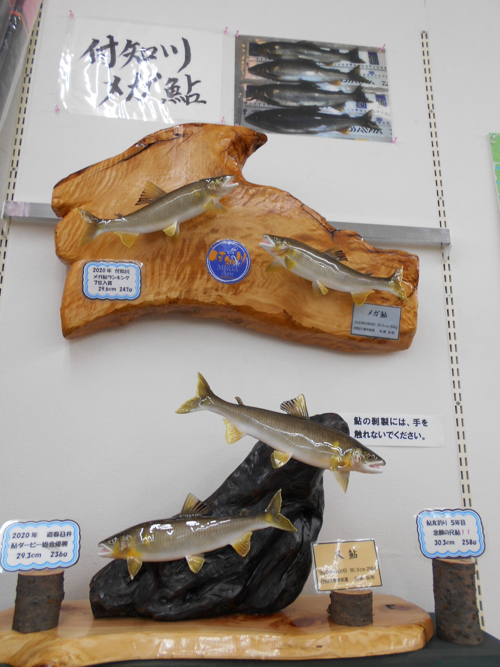 剥製やカラー魚拓をお待ちしております。 | フィッシング遊