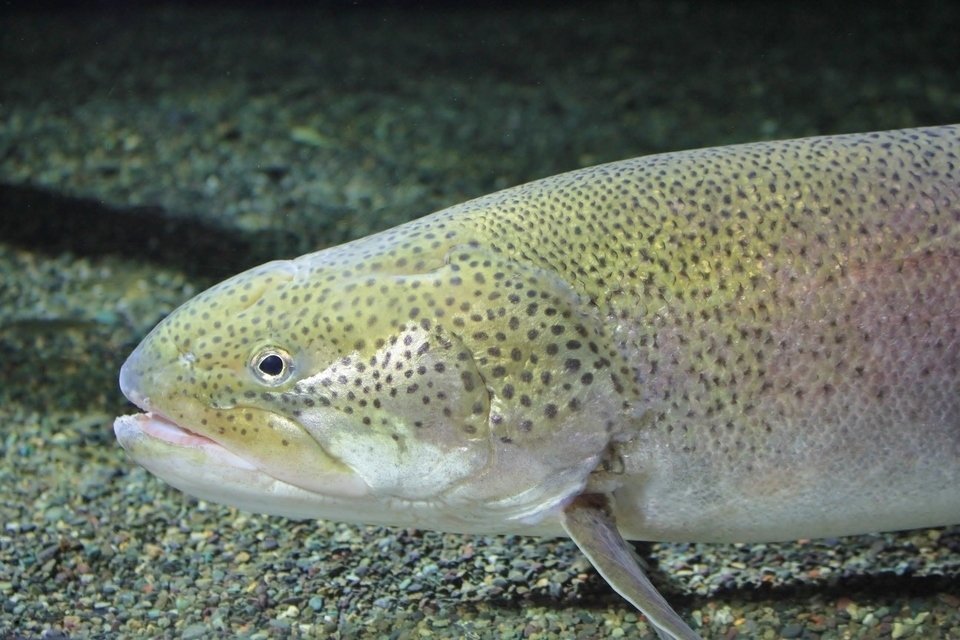 日本の怪魚・イトウってどんな魚？絶滅が危惧される巨大な幻の魚の生態