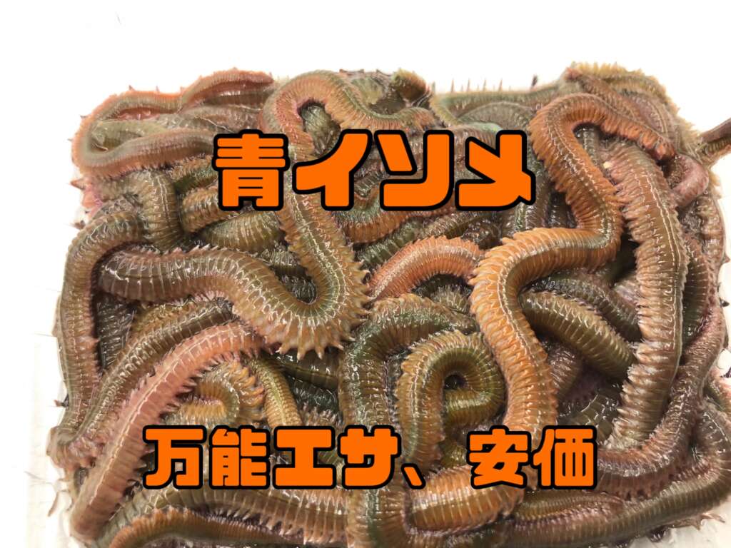 貝塚人工島水路】万能エサ、青イソメで4魚種GET!ウキ釣り&ライトゲーム