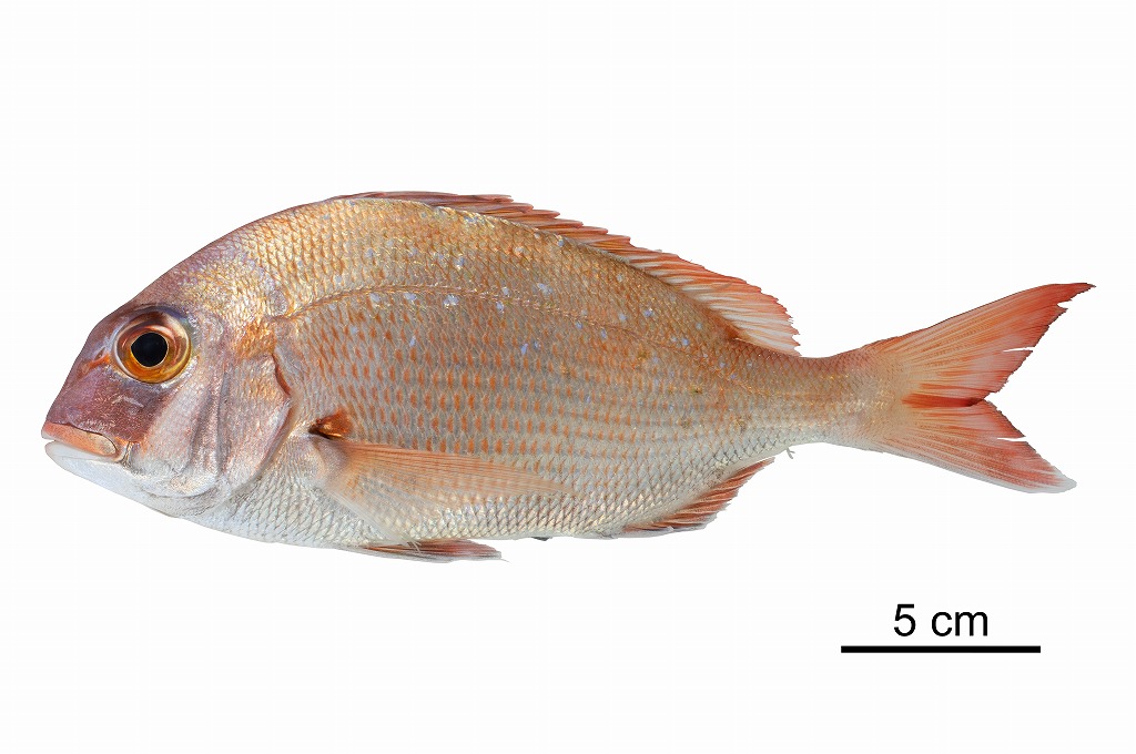 寄生虫：竹原ステーション（水産実験所）