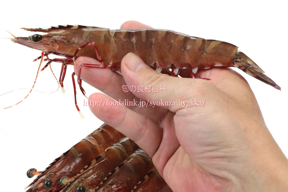 クマエビ（熊海老）／アシアカエビ（足赤えび）：旬の魚介百科