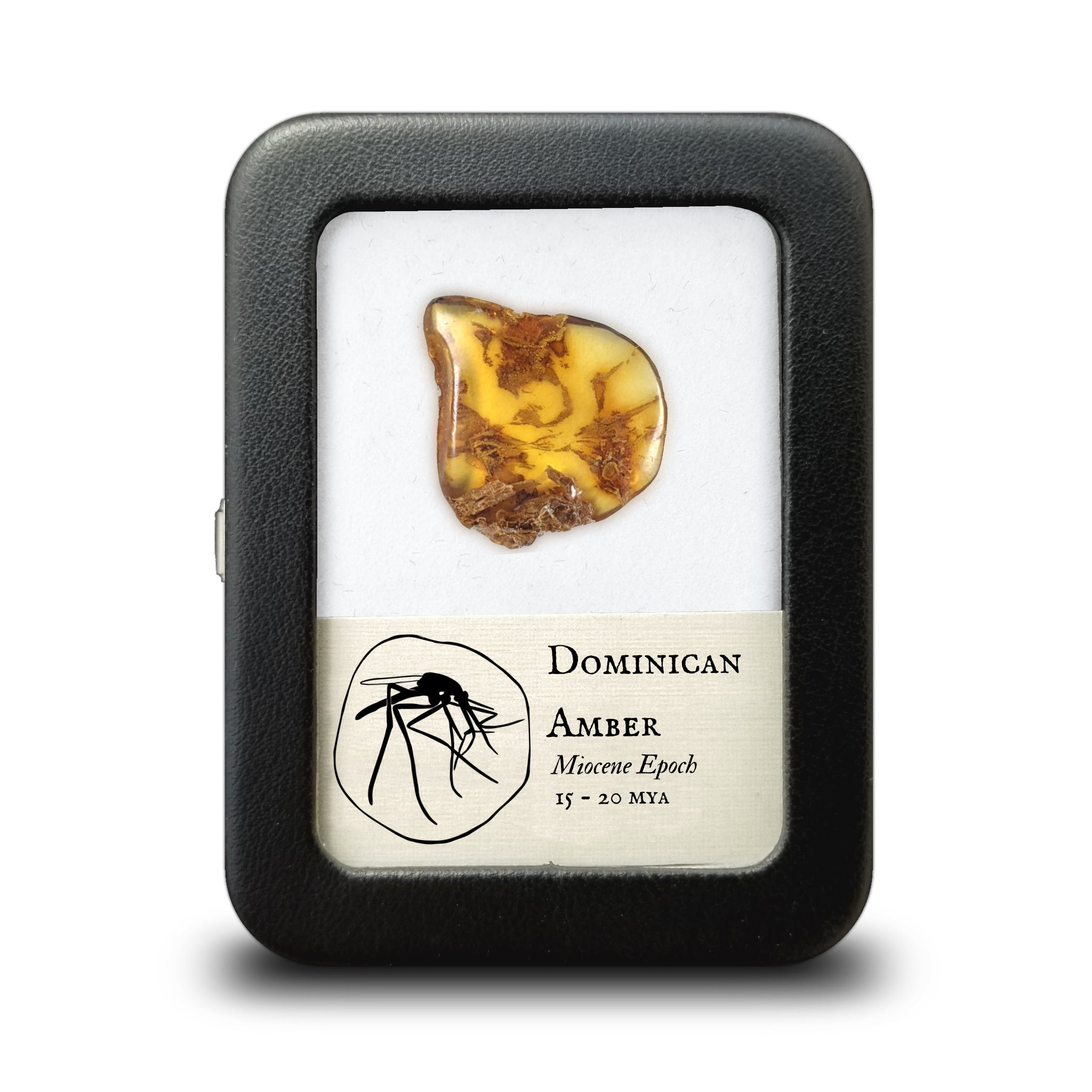 Dominican Amber - Miocene Epoch - 15 to 20 MYA - Dominican