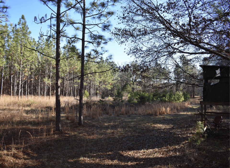 Bancroft Station Forest - Fountains Land – Land Marketing Experts