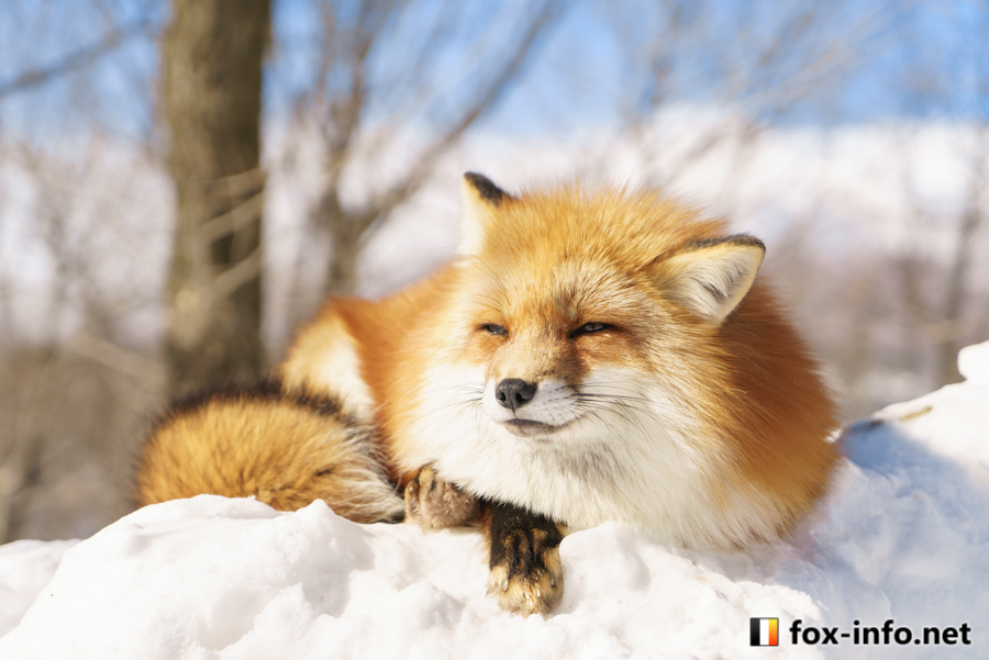 くつろぎつね | スタンダード | キツネ写真館