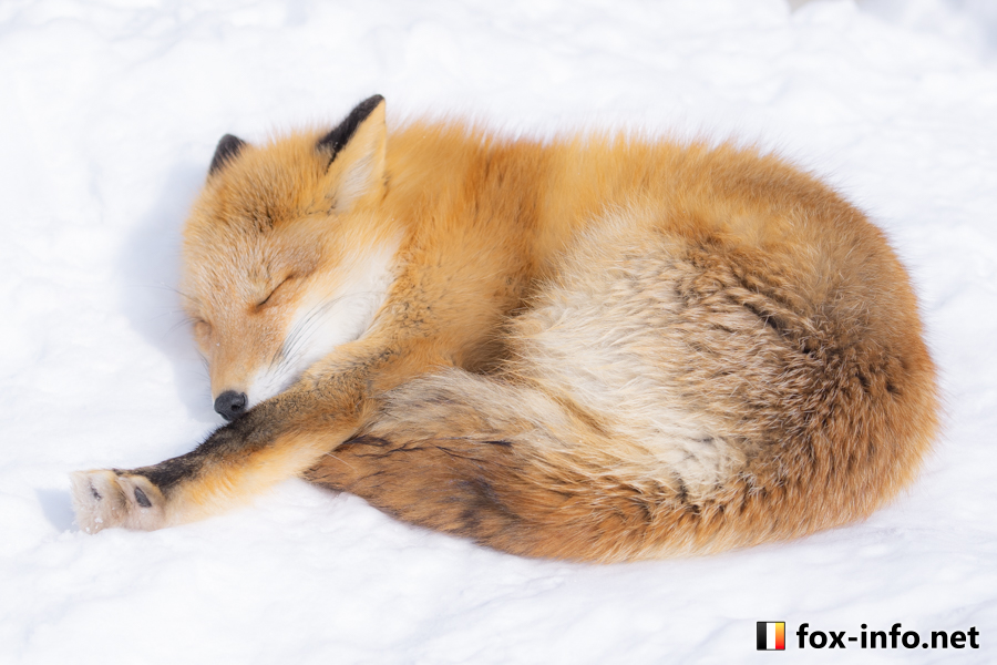 月別アーカイブ: 2024年12月 | キツネ写真館