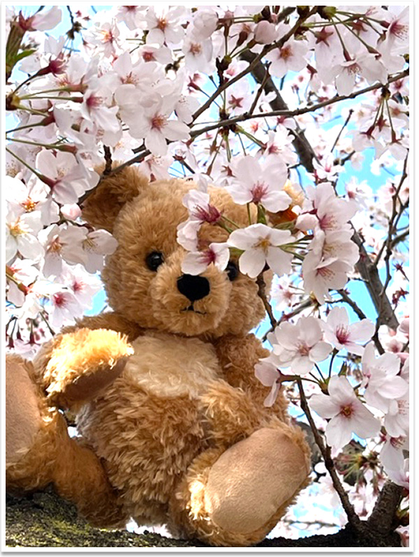 シュタイフ ファントムオブオペラテディベア（オペラ座の怪人） 30cm