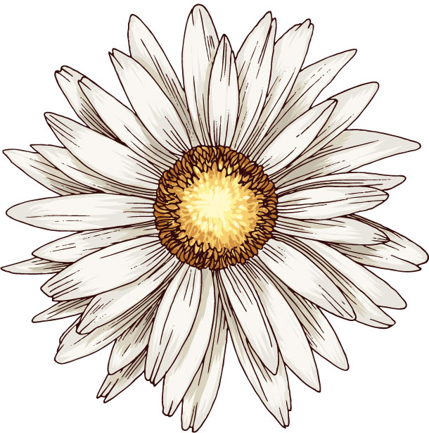ガーベラ・デージーのイラスト・画像No.1『ガーベラ・デージー・白